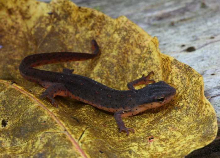 Eastern Newt